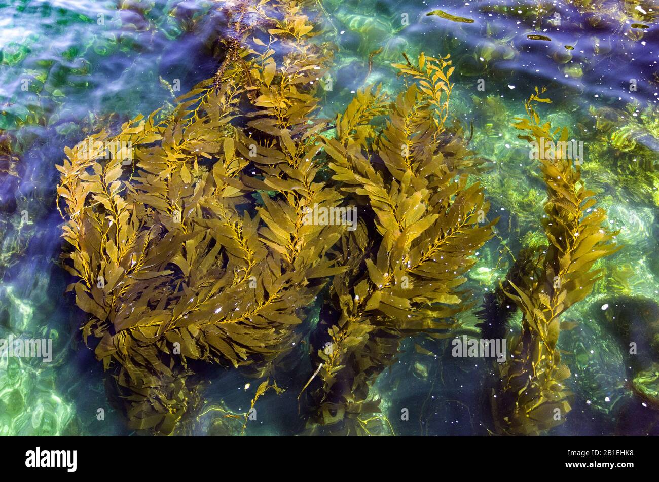Giant Perennial Kelp (Macrocystis pyrifera), Santa Cruz Island, California. Stock Photo