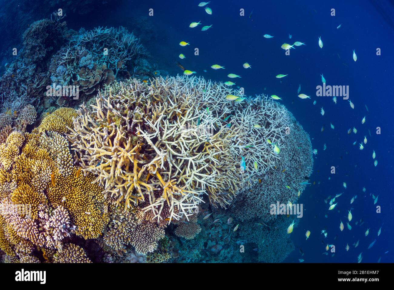 Image tropical fish on coral hi-res stock photography and images - Alamy
