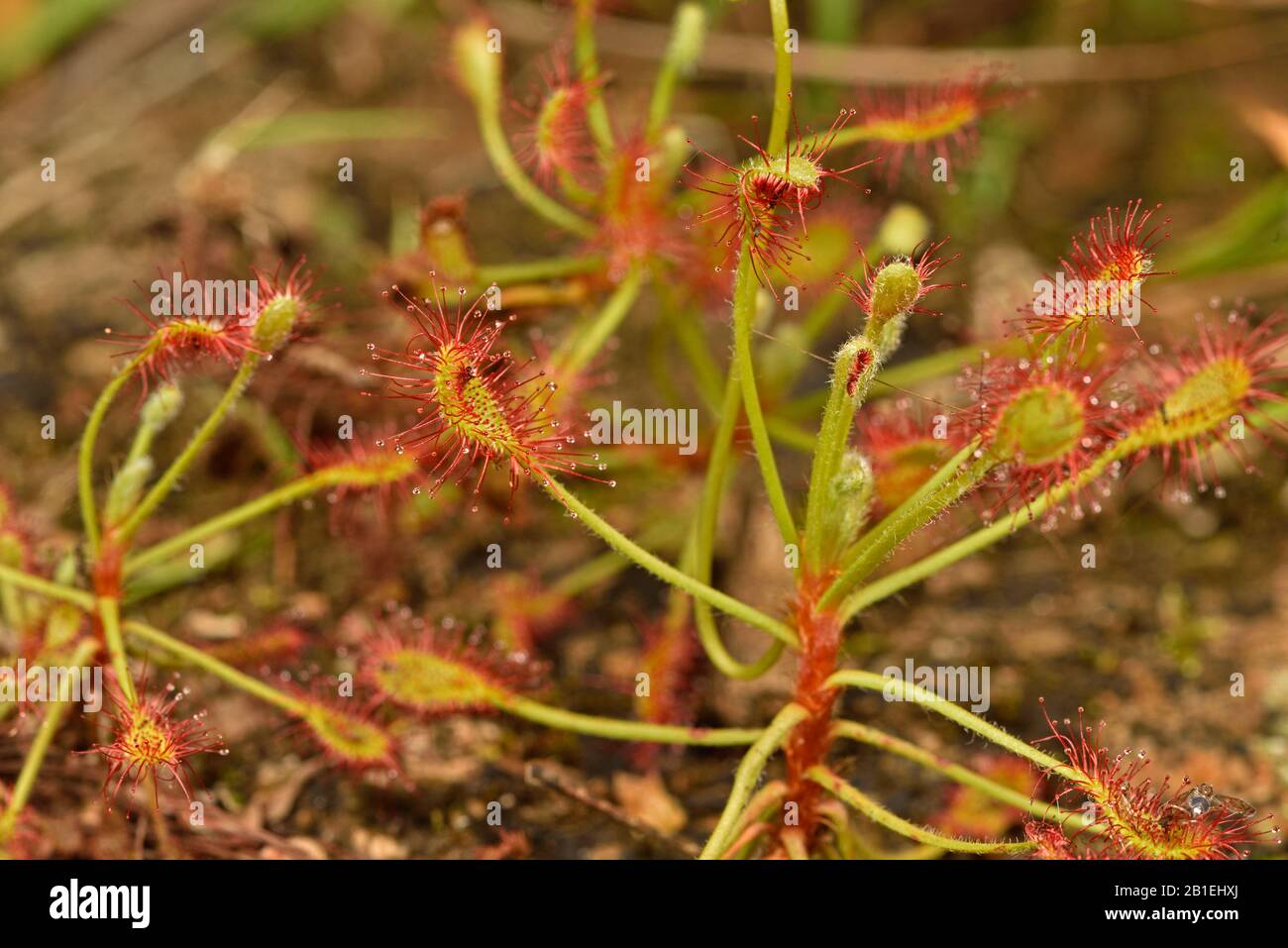 Carnivorous Drosera Plant High Resolution Stock Photography And Images Alamy