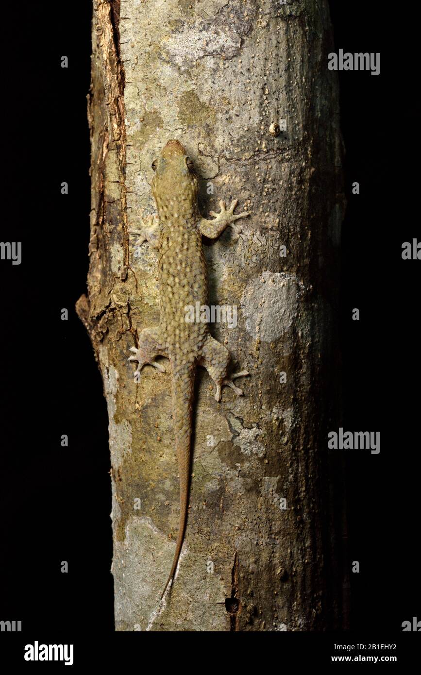Peters's spotted gecko, Fishscale gecko (Geckolepis maculata) in dry forest at night, Kirindy