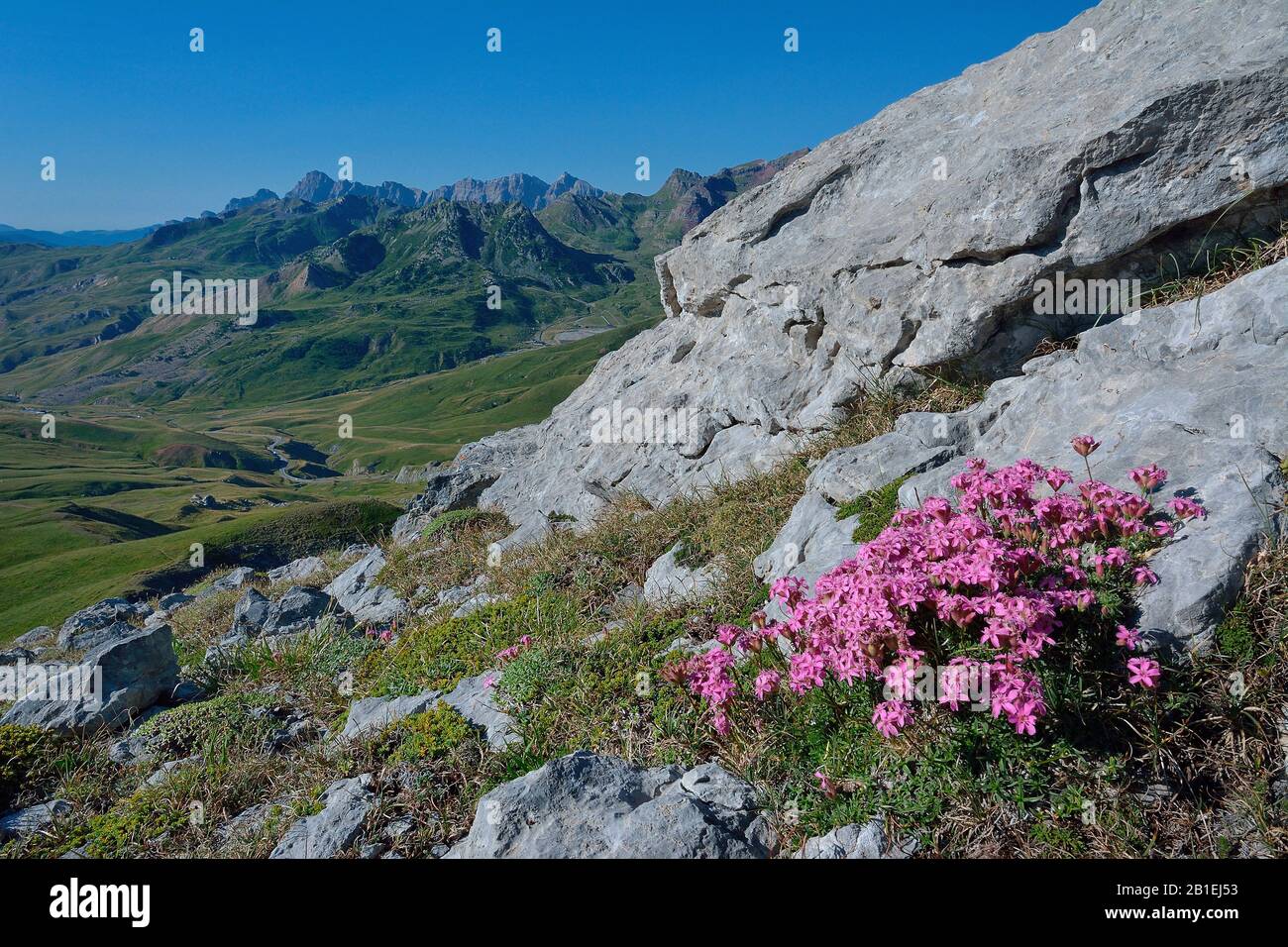 Soapwort (Saponaria caespitosa) in flower. Habitat: rocky lawns. Subalpine floor, Tena Valley, Pyrenees, Aragon, Spain Stock Photo