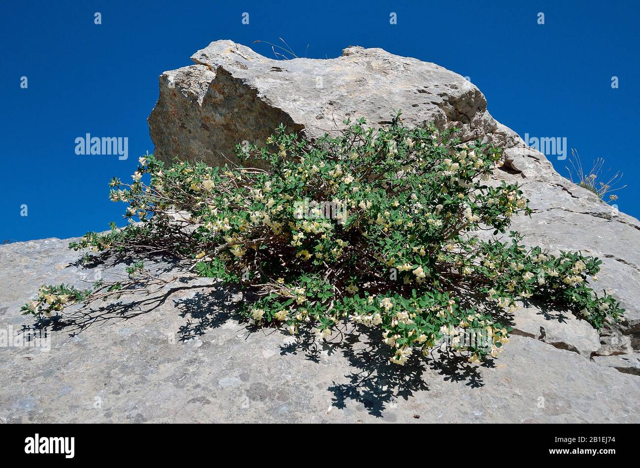 Pyrenean Honeysuckle (Lonicera pyrenaica) in bloom in subalpine limestone rocks, Aragonese Pyrenees, Spain Stock Photo