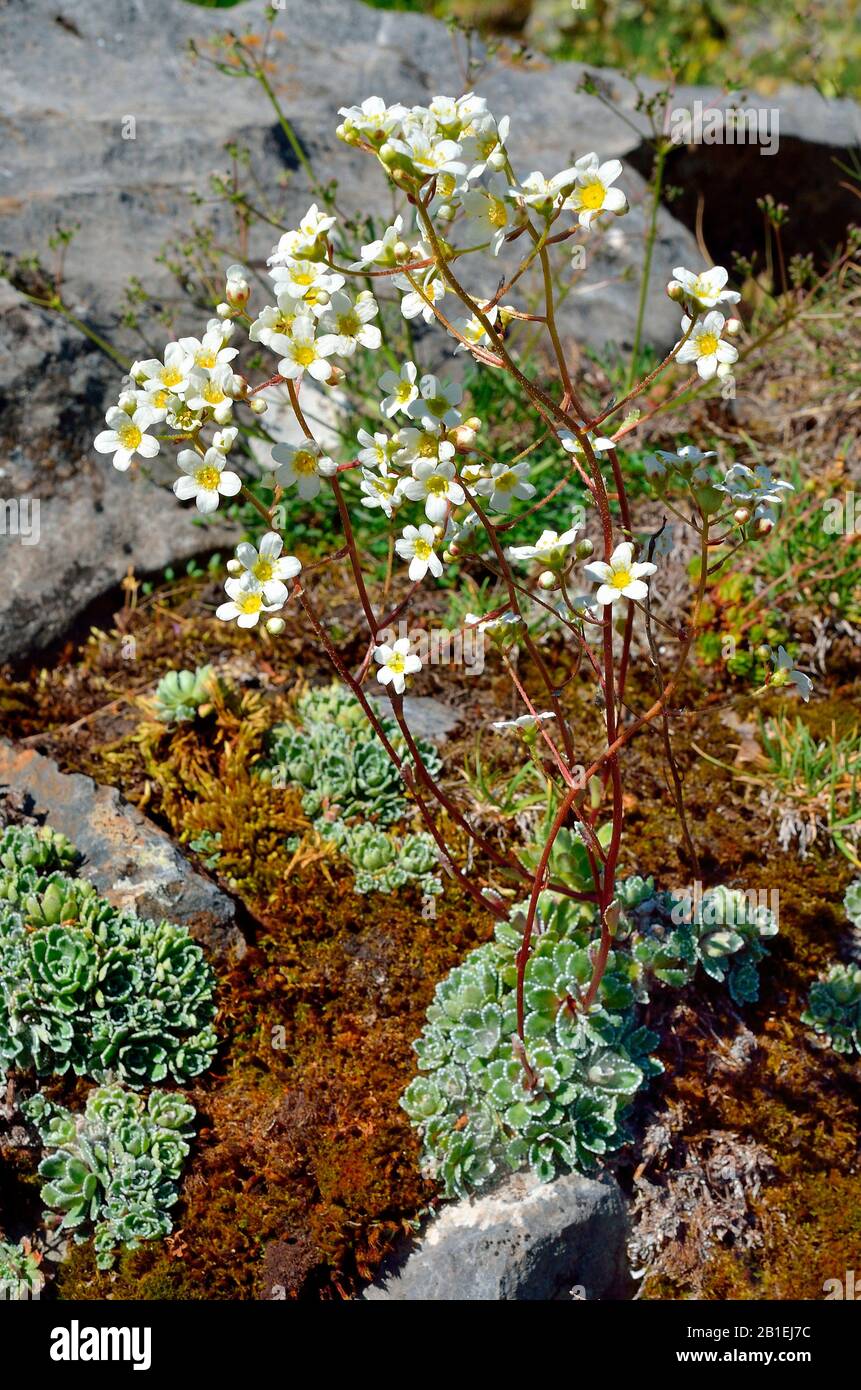 White moutain saxifrage (Saxifraga paniculata) in bloom in subalpine rocks, Aragonese Pyrenees, Spain Stock Photo