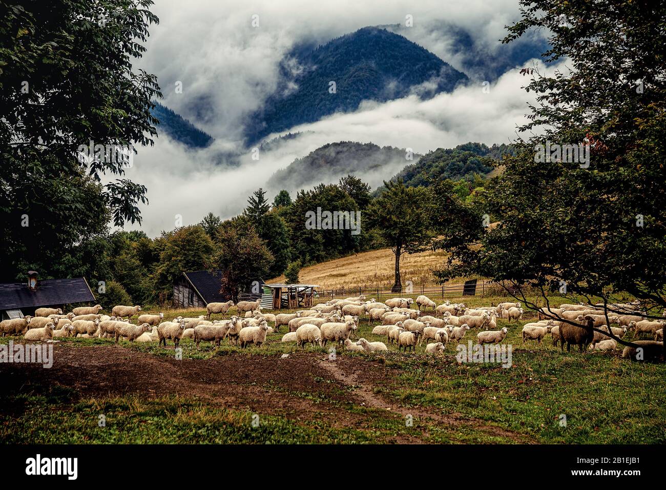 Flock of sheep on beautiful mountain meadow Stock Photo - Alamy