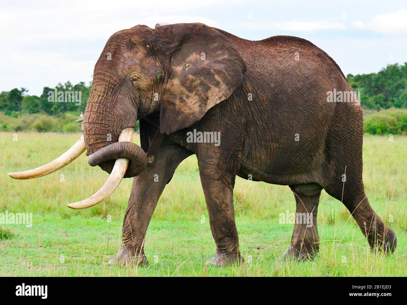 African elephant (Loxodonta africana) with collar. Around twenty elephants 'big tuskers' are equiped with a gps collar all around Kenya. Masai Mara na Stock Photo