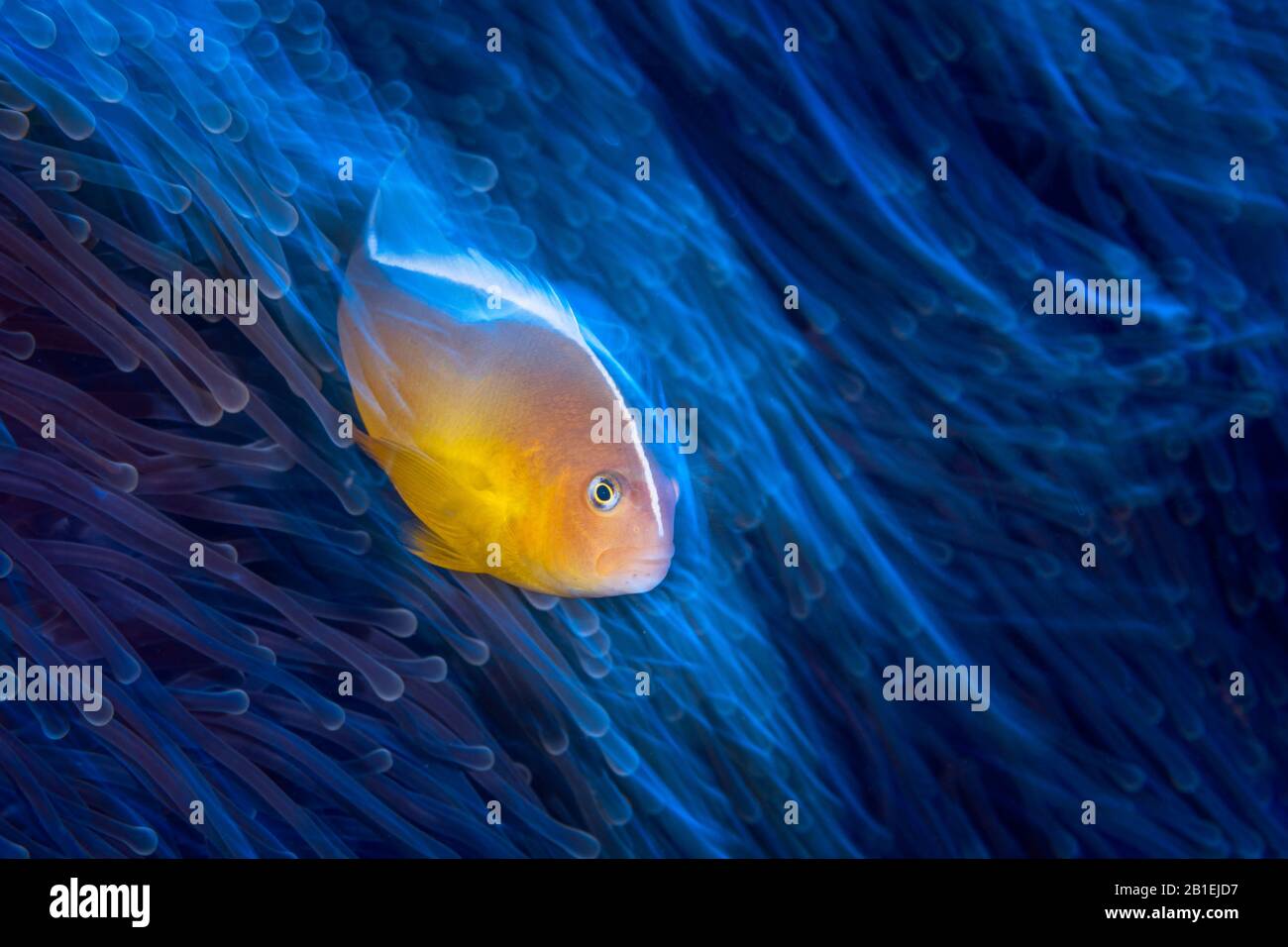 Skunk Clownfish (Amphiprion akallopisos) in its anemone, Mayotte Stock Photo