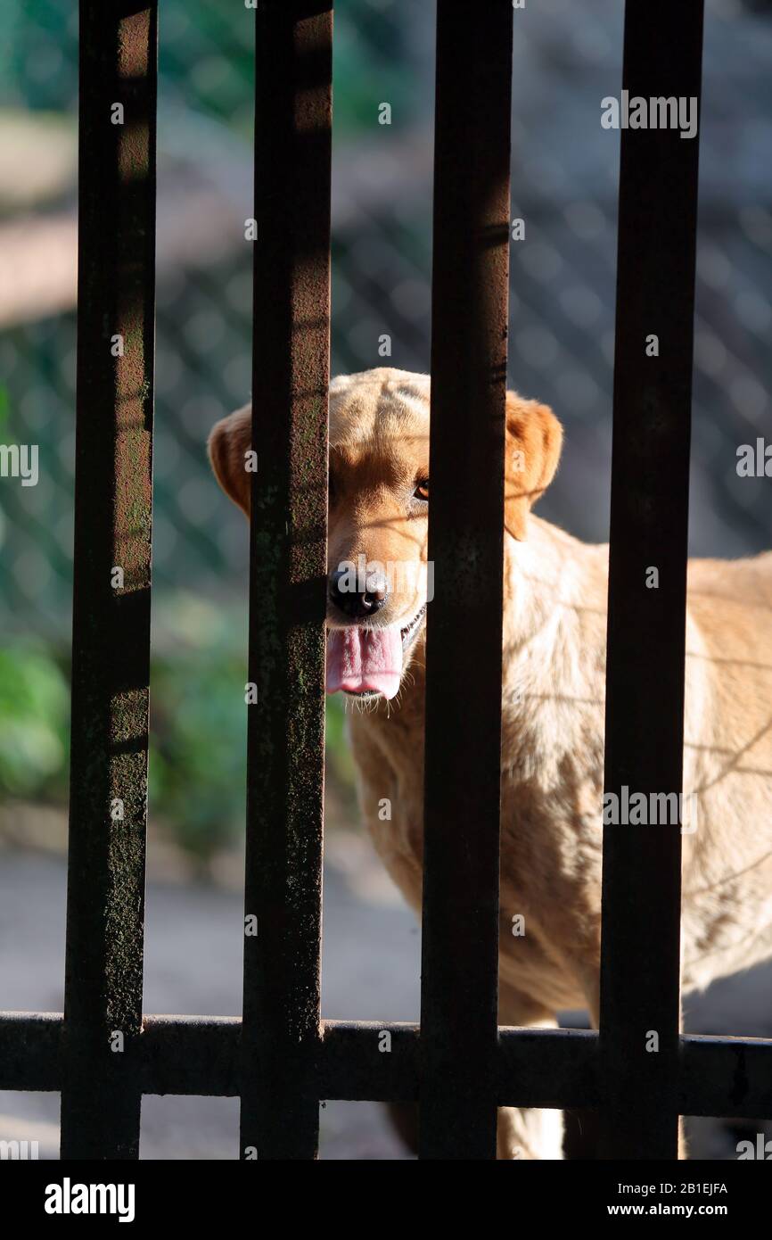 Lonely dog locked behind bars Stock Photo Alamy