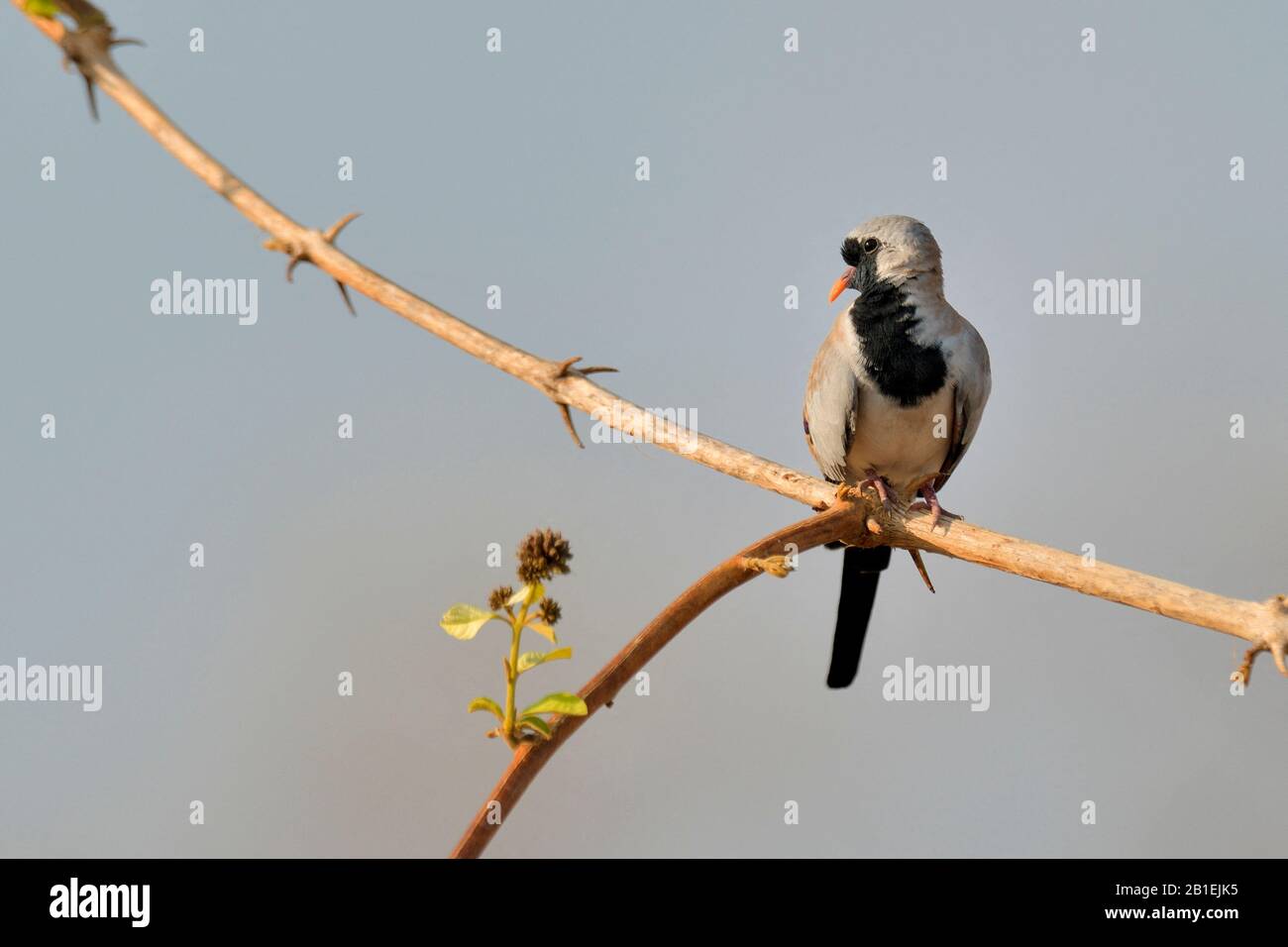 Masked Dove (Oena capensis) on a branch, South Luangwa NP, Zambia Stock Photo