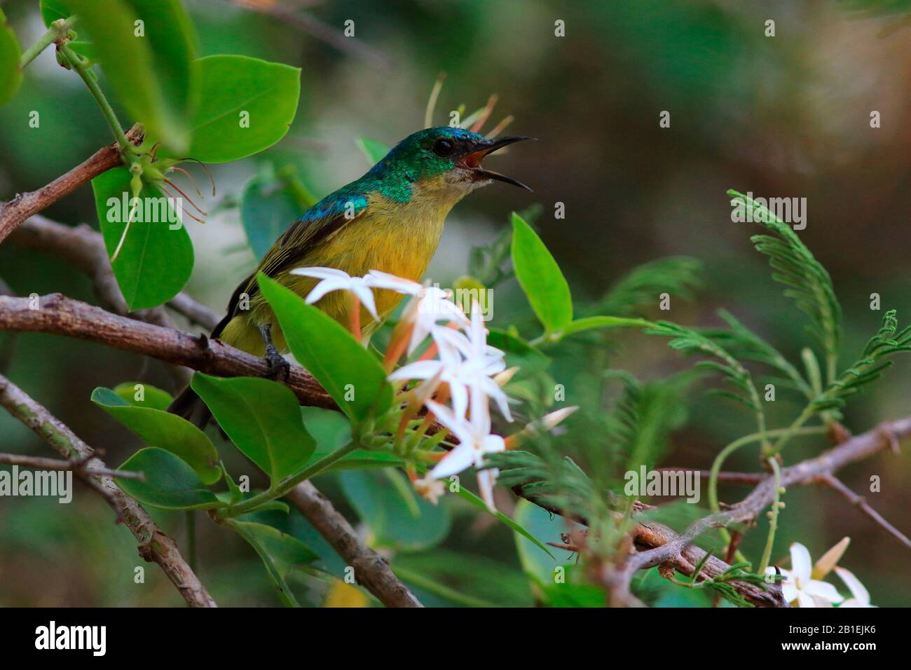 Collared sunbird, (Hedydipna collaris) on a branch Stock Photo