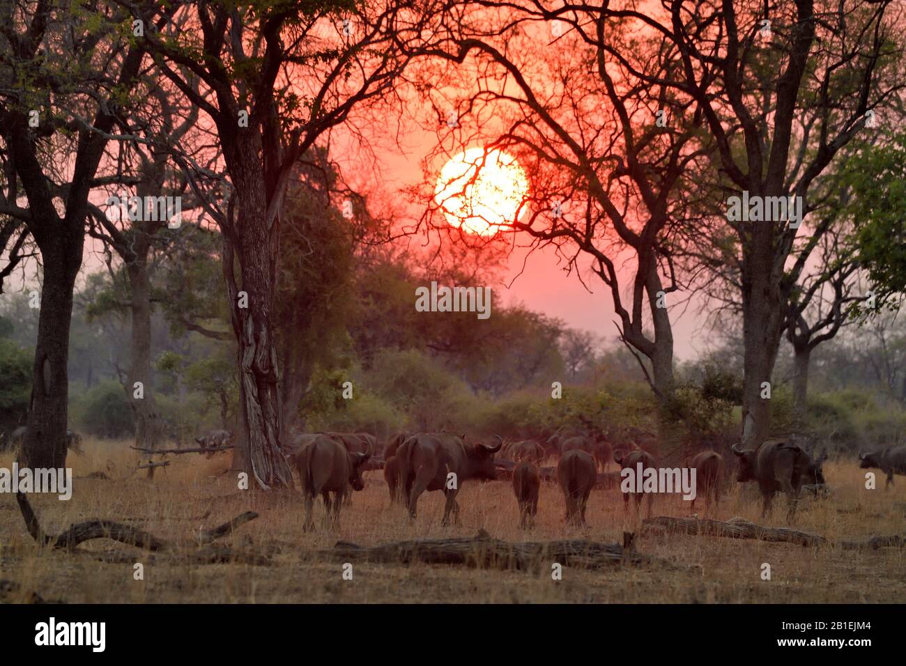 African Forest Buffalo Calf Syncerus High Resolution Stock Photography ...