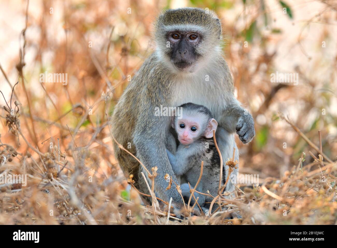 Green monkey (Chlorocebus aethiops) female and its young in South luangwa NP, Zambia Stock Photo