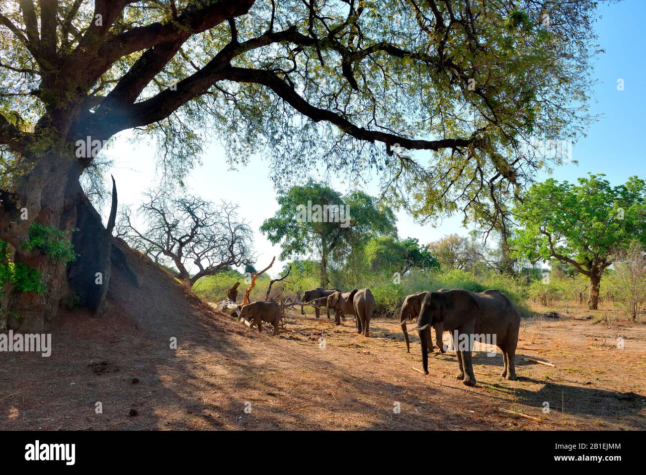 African elephants (Loxodonta africana) family feeding on wood in South Luangwa NP, Zambia Stock Photo