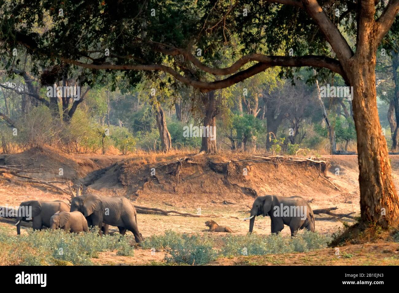 African elephants (Loxodonta africana) passing in front of a male lion, South Luangwa NP, Zambia Stock Photo