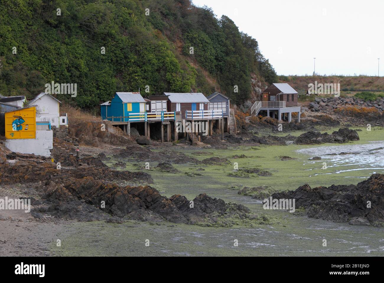 Ulvale Ulva Armoricana Hi-res Stock Photography And Images - Alamy