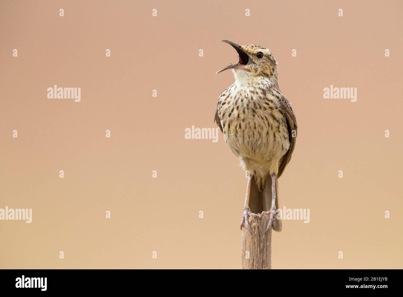 Agulhas Long-billed Lark (Certhilauda brevirostris), front view of an adult singing on a pole, Western Cape, South Africa Stock Photo