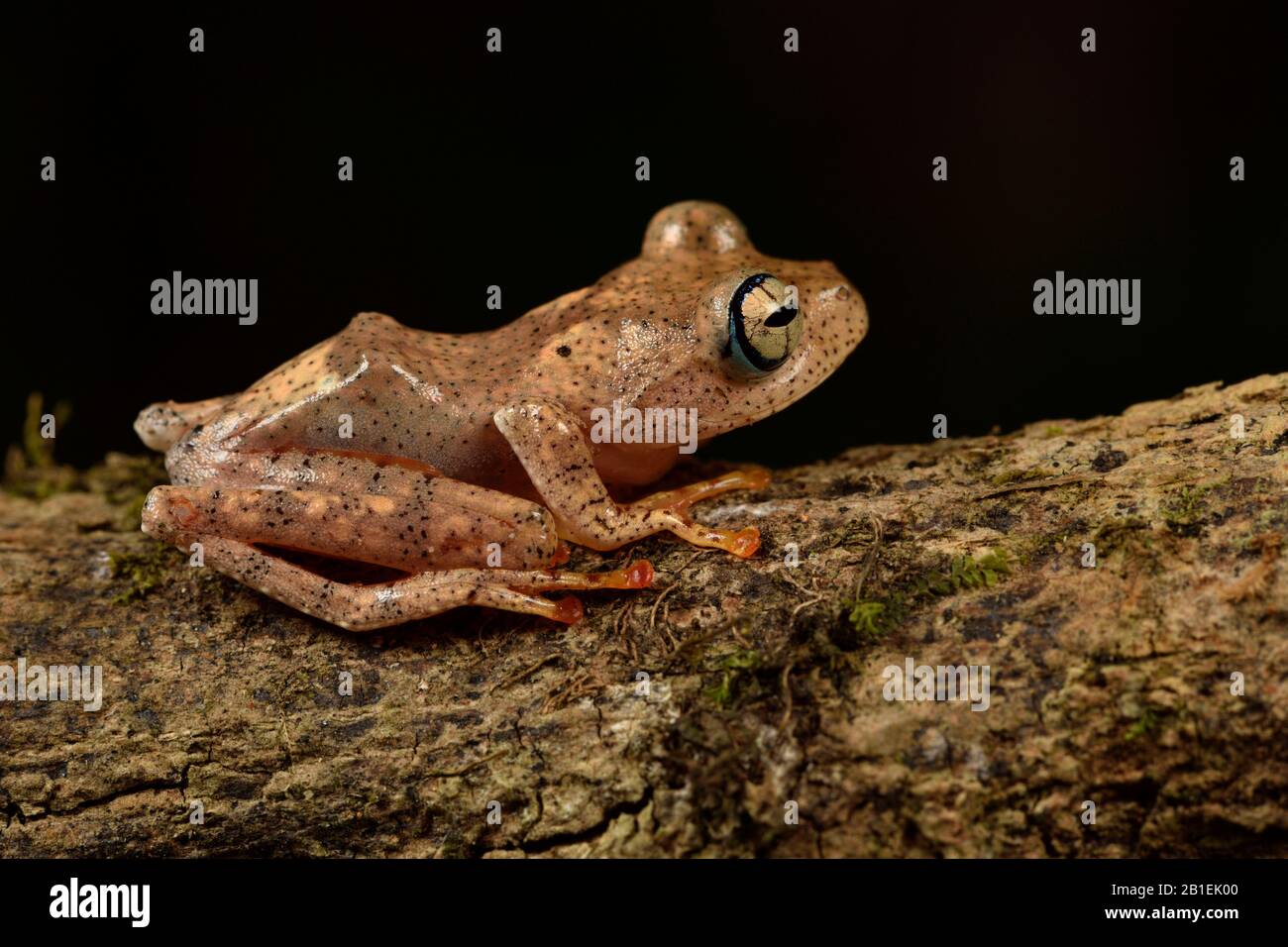Fiery Bright-eyed Frog (Boophis pyrrhus), Andasibe (Perinet), Alaotra-Mangoro Region, Madagascar Stock Photo