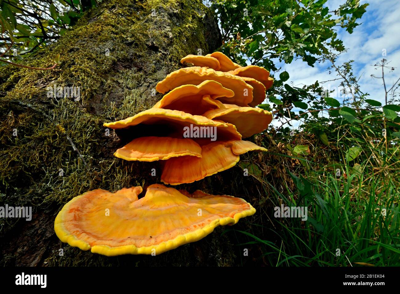 Chicken of the Woods (Laetiporus sulphureus) on a fruit-tree, France Stock Photo
