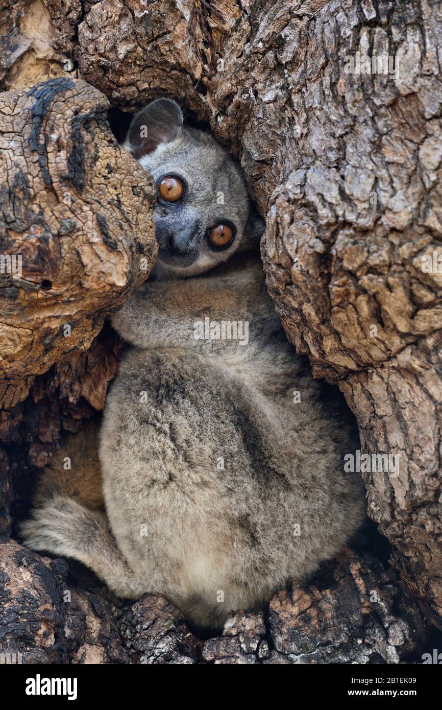 Red-tailed sportive lemur in the hollow of a dry forest tree, Kirindy Forest, Menabe Region, Madagascar Stock Photo