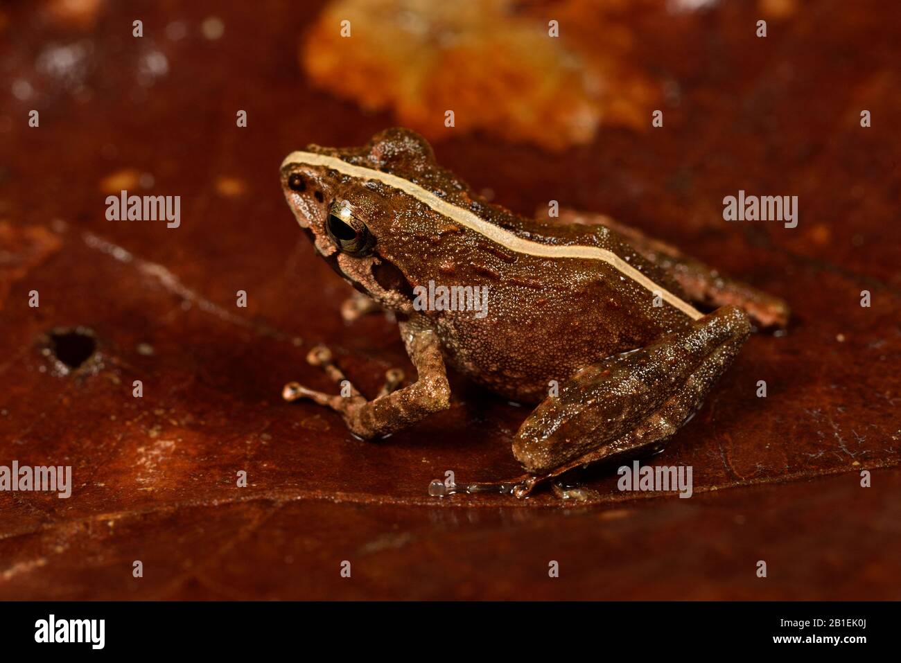 Boulenger's Madagascar Frog (Gephyromantis boulengeri), Andasibe (Perinet), Alaotra-Mangoro Region, Madagascar Stock Photo