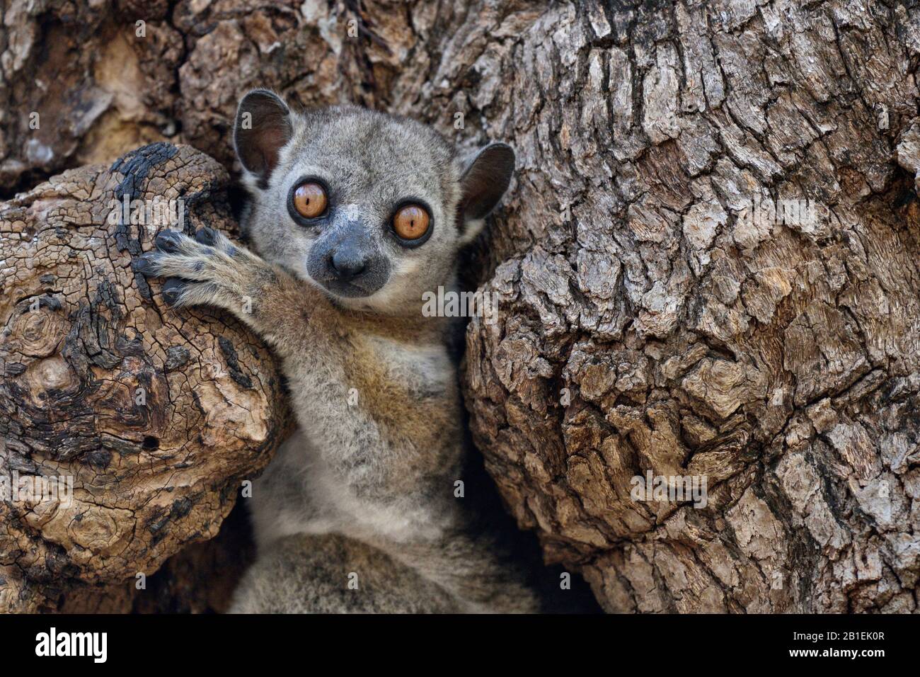 Red-tailed sportive lemur in the hollow of a dry forest tree, Kirindy Forest, Menabe Region, Madagascar Stock Photo