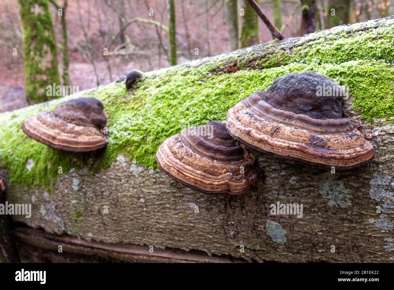 True tinder polypore (Fomes fomentarius) on a beech trunk, Moselle, France Stock Photo