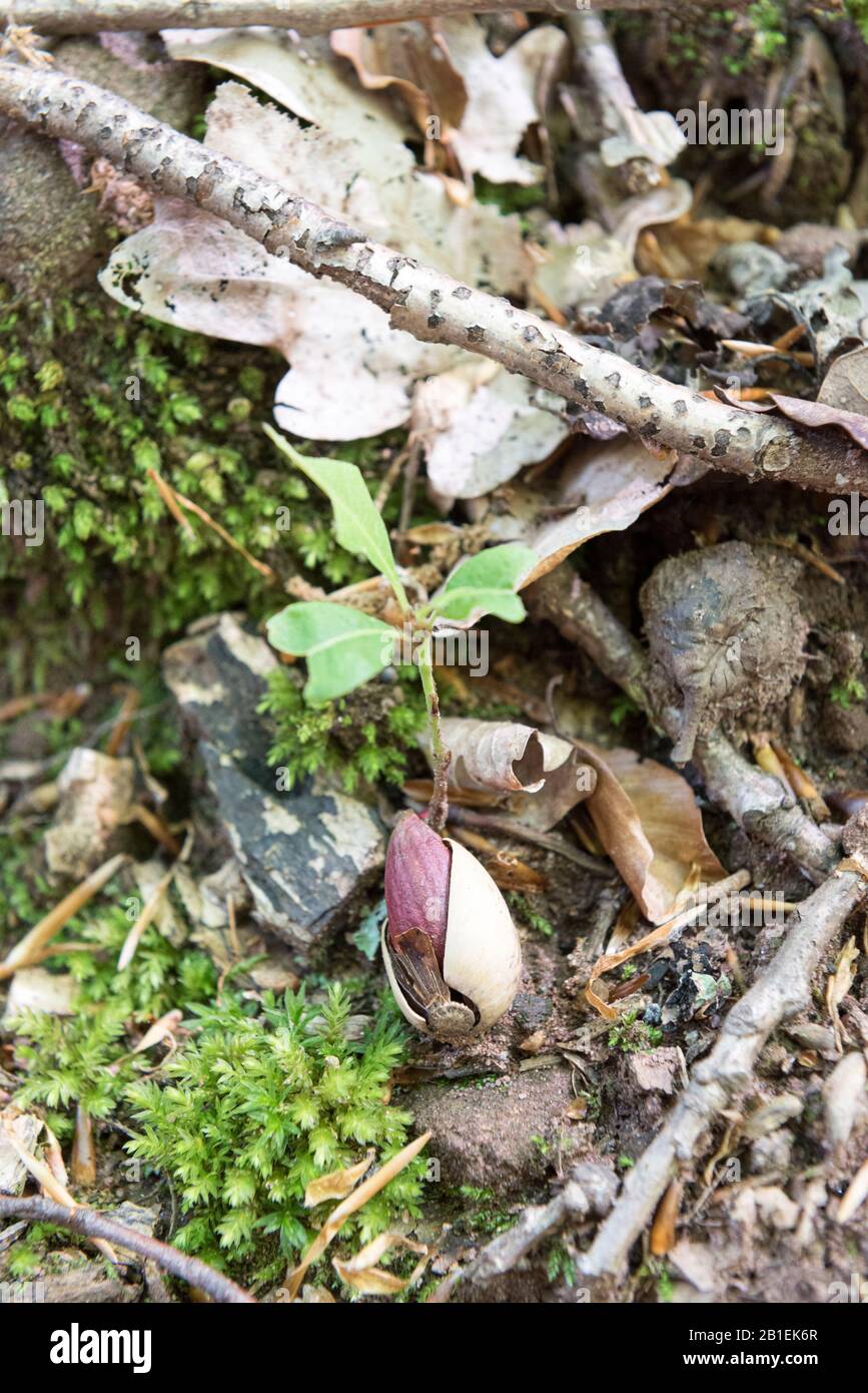 Germination of an acorn in a forest in spring, Moselle, France Stock Photo