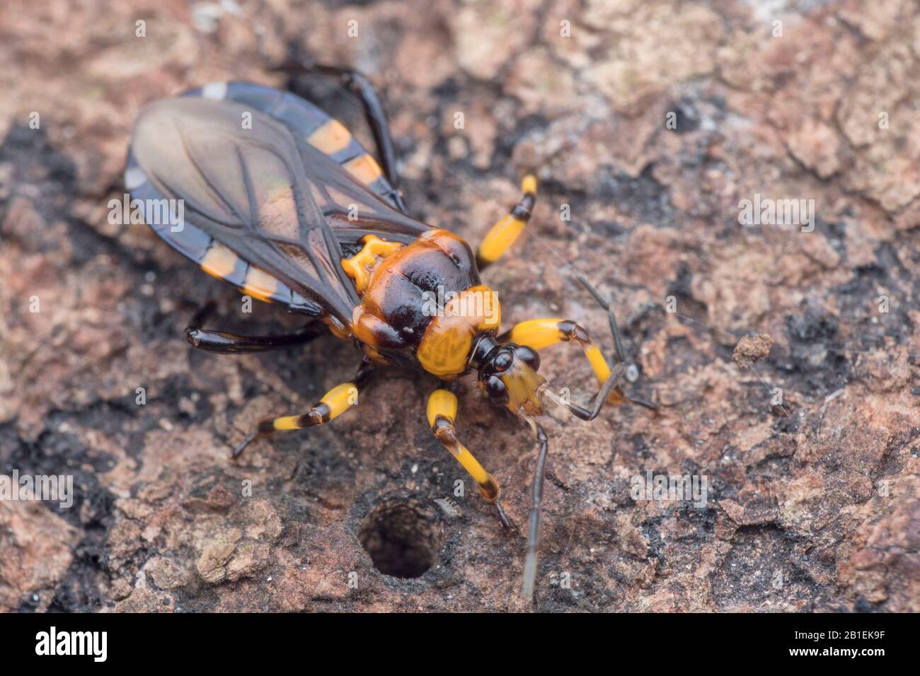 Millipedes Stock Photos Millipedes Stock Images Page 3 Alamy