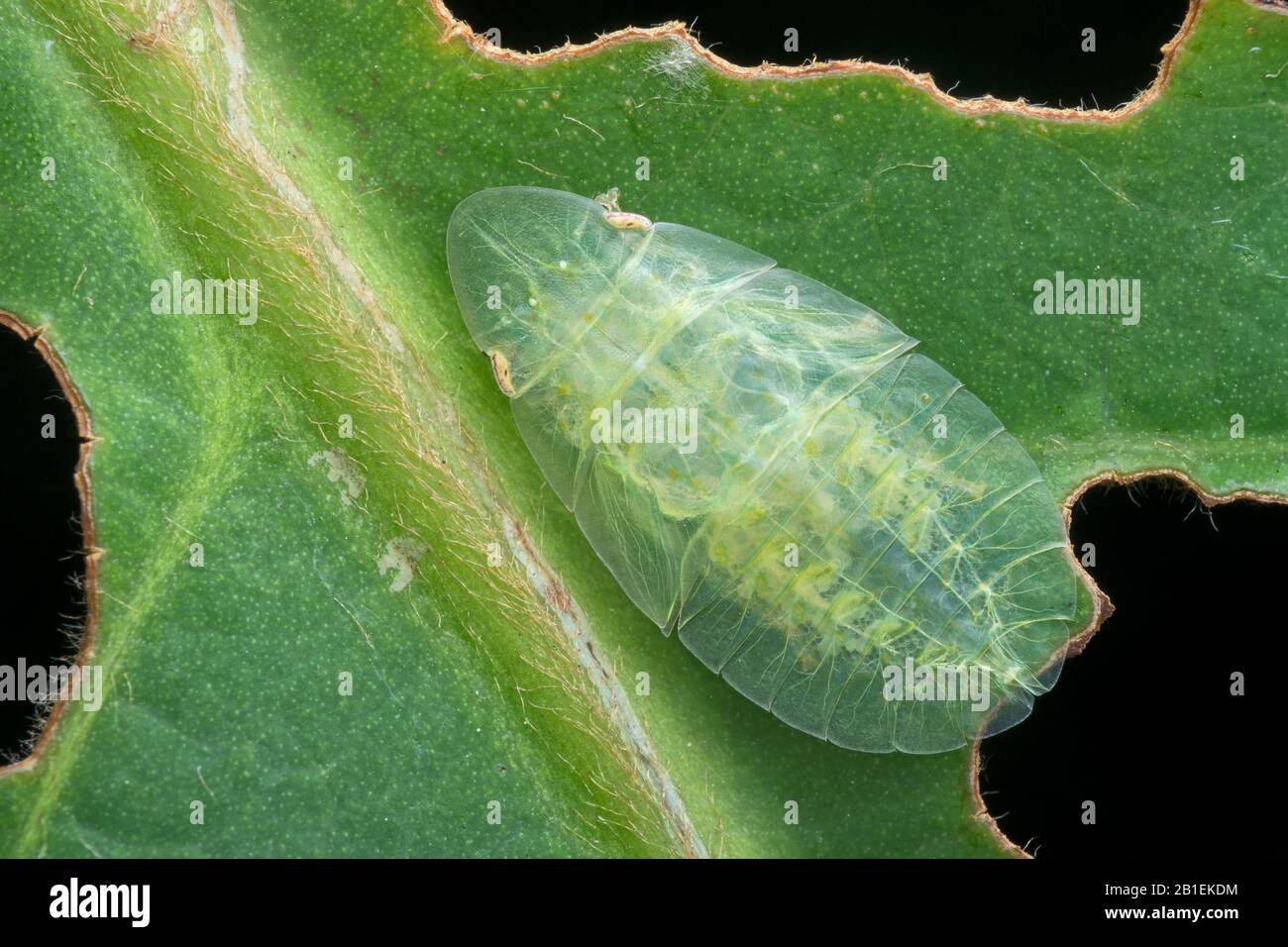 Green leafhopper hires stock photography and images Alamy