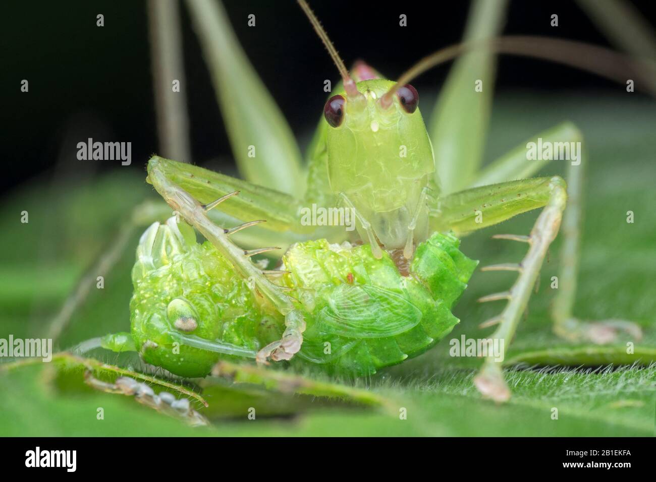 Bush cricket hexacentrus sp hires stock photography and images Alamy