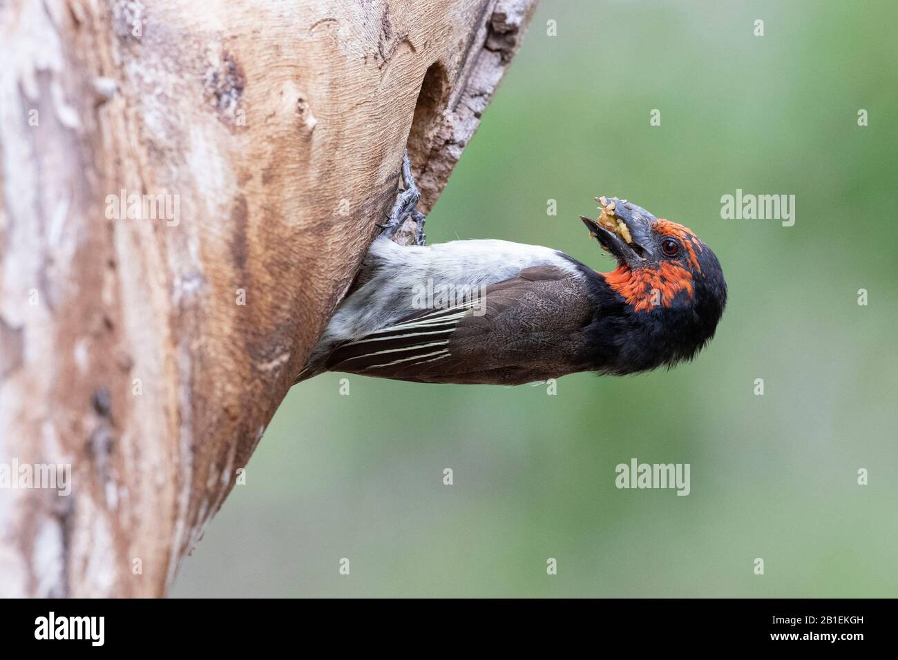 Black-collared Barbet (Lybius torquatus), side view of an adult at the entrance of the nest, Mpumalanga, South Africa Stock Photo