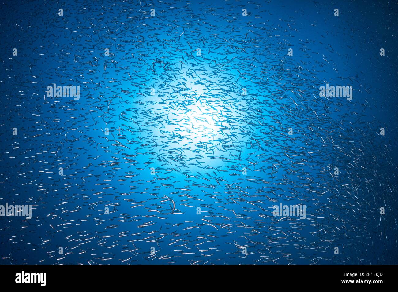 Multitude of Pisces under the sun of Raja Ampat, Indonesia Stock Photo