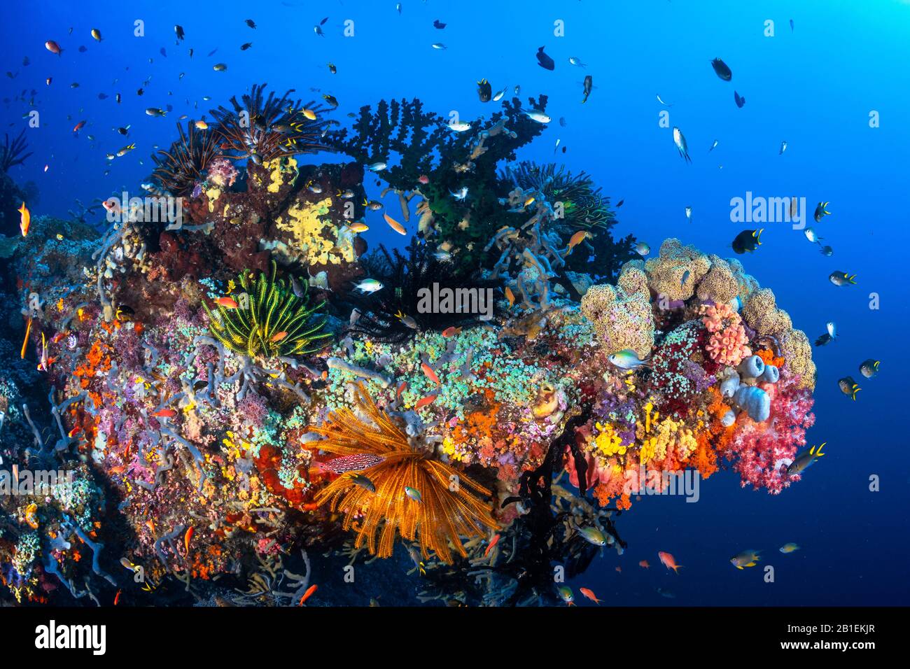 Coral reef, Misool, Raja Ampat, Indonesia Stock Photo Alamy