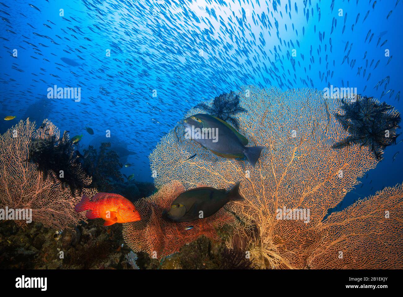 Misool underwater landscape, Raja Ampat, Indonesia Stock Photo