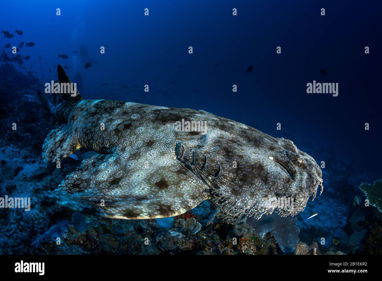 Tasselled wobbegong (Eucrossorhinus dasypogon) swimming above the bottom, Raja Ampat, Indonesia Stock Photo