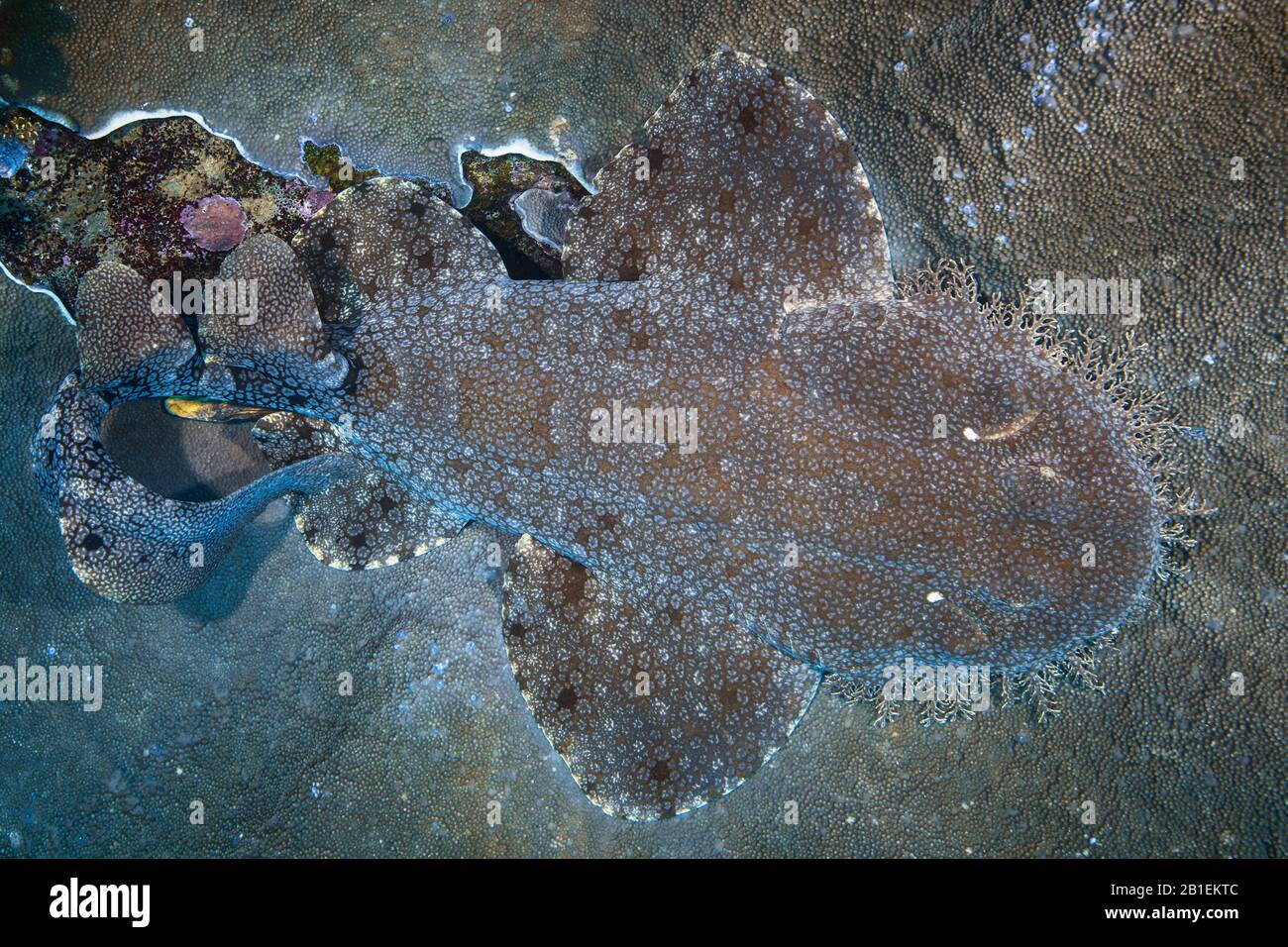 Tasselled wobbegong (Eucrossorhinus dasypogon) on the bottom, Raja Ampat, Indonesia Stock Photo