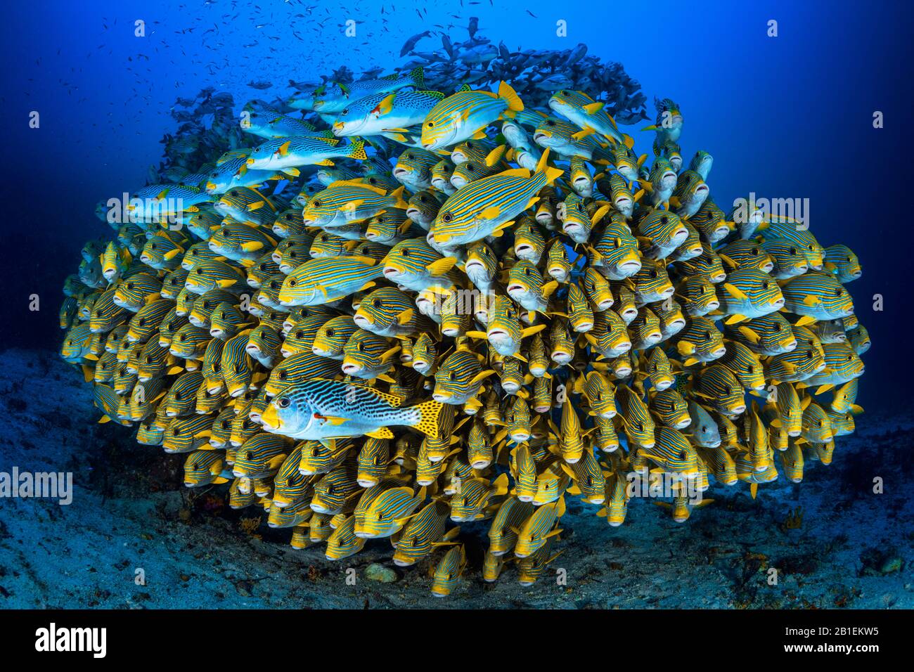 School of sweetlips in very very tight formation. The purpose of this training is to intimidate a potential predator who wants to attack these fish. W Stock Photo