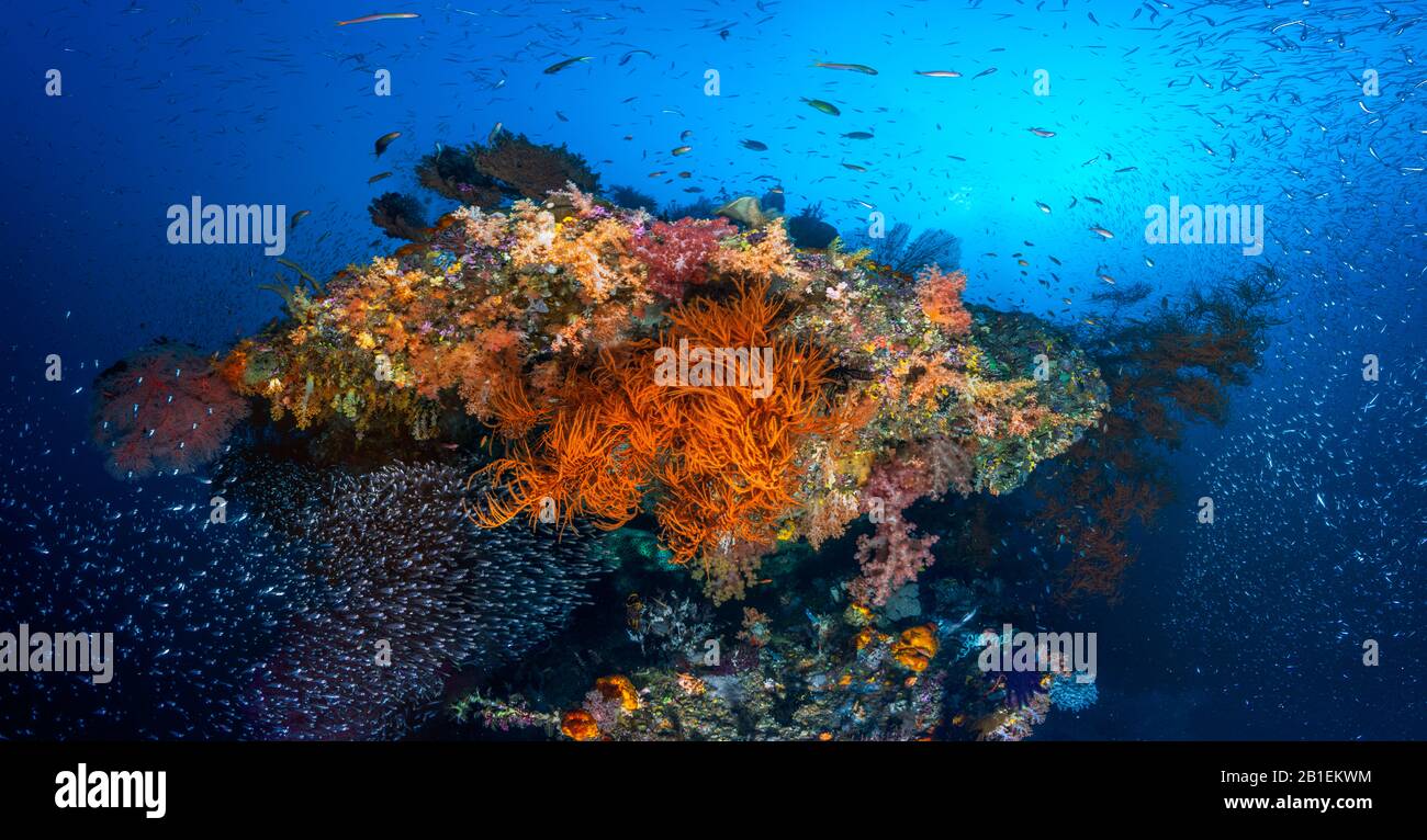 The underwater panoramic view, Four Kings, Misool, Raja Ampat, Indonesie Stock Photo