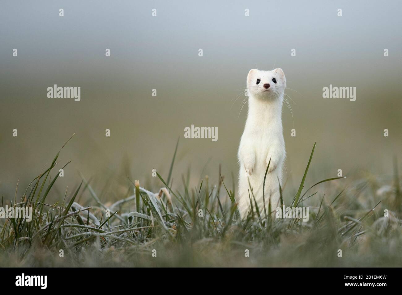 Ermine Canton High Resolution Stock Photography and Images - Alamy