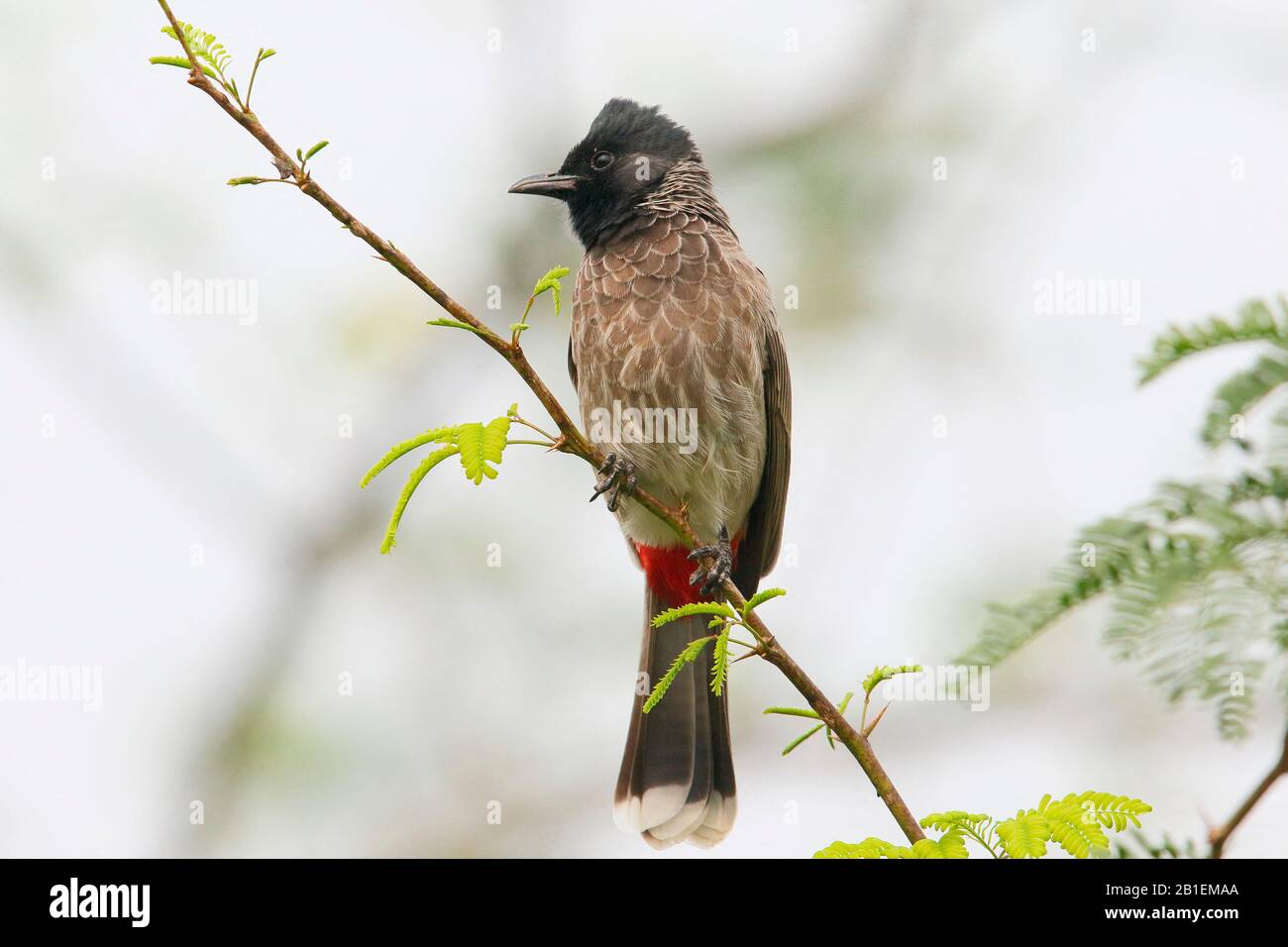 Red-vented Bulbul (Pycnonotus cafer) on a branch in a shrub, North West India Stock Photo
