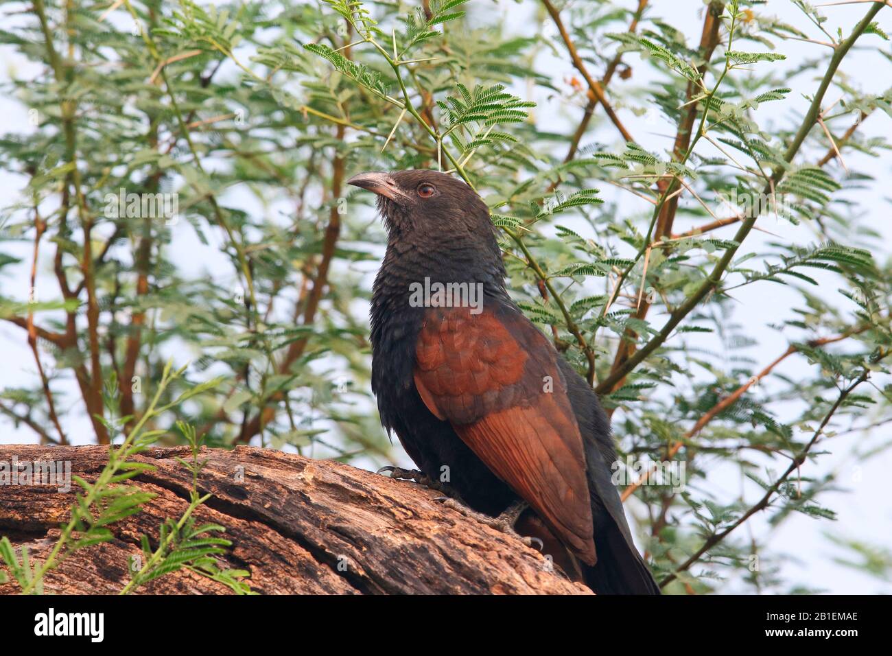 Greater Coucal (Centropus sinensis) inspecting a trunk, North West India Stock Photo