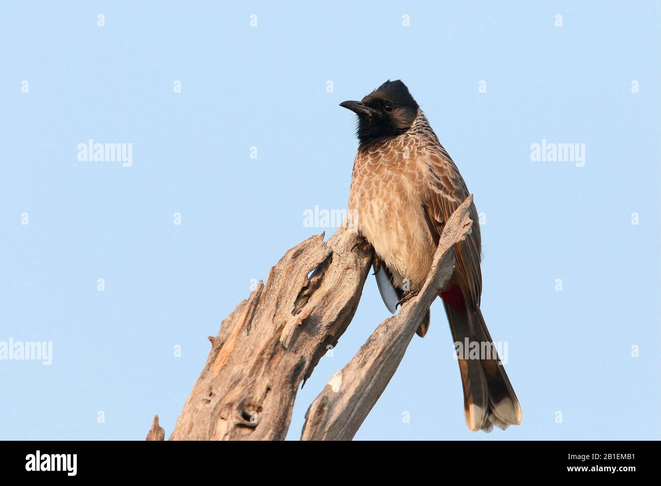 Red-vented Bulbul (Pycnonotus cafer) on a branch against the blue sky, North West India Stock Photo