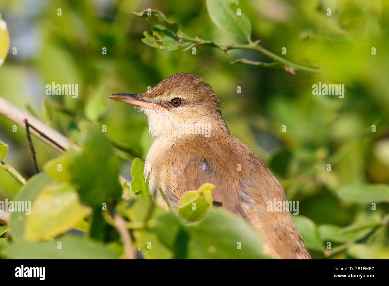 Clamorous reed warbler (Acrocephalus stentoreus Stock Photo - Alamy