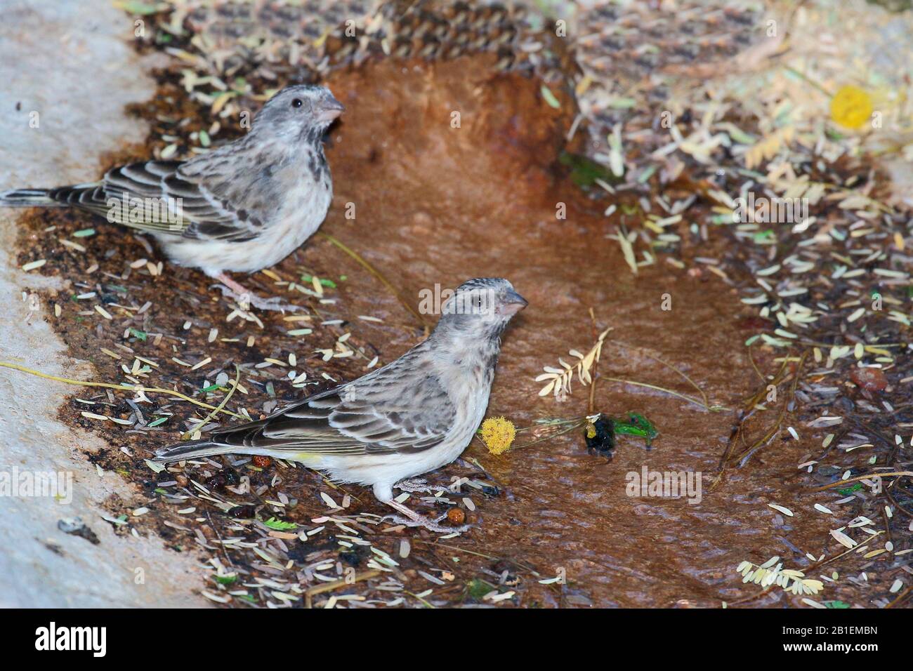 Crithagra atrogularis hires stock photography and images Alamy