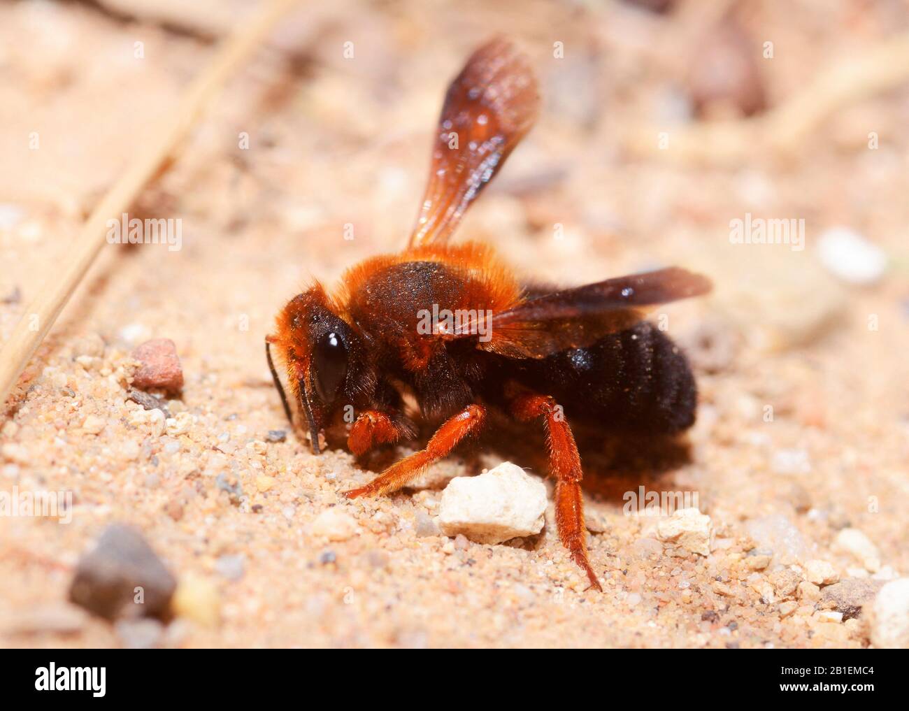 Sicilian Leaf-cutting bee (Megachile sicula) female collecting sand to make her laying cell, Crete, Greece Stock Photo