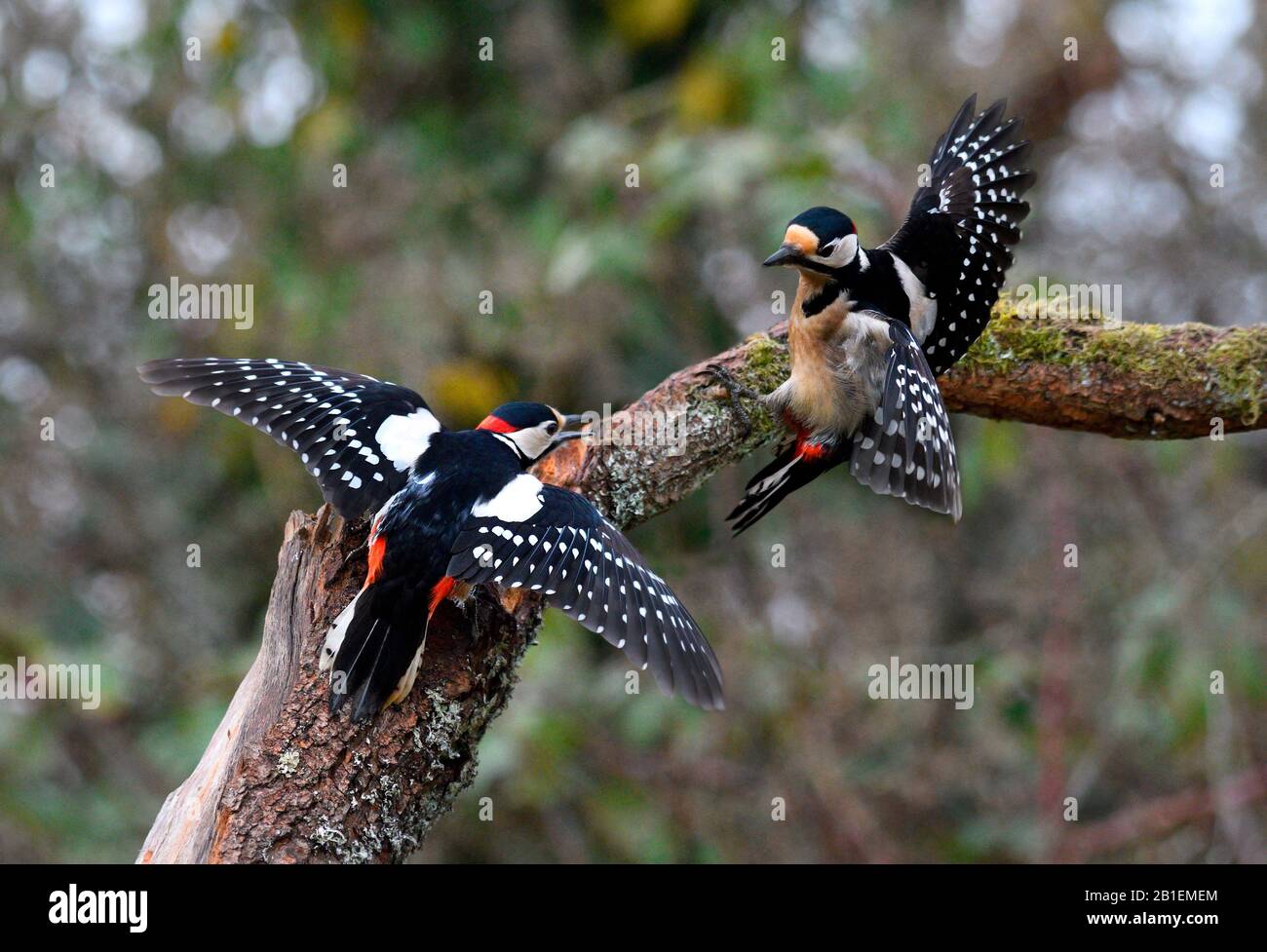 Great Spotted Woodpecker (Dendrocopos major) fighting, Vosges du Nordn Regional Natural Park France Stock Photo