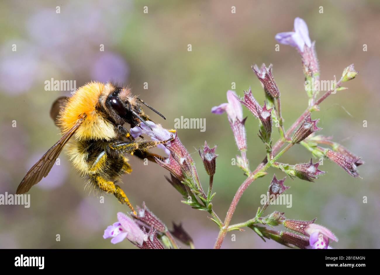 Brown Bumblebee (Bombus pascuorum) on Common Calamint (Calamintha ascendens), Pays de Loire, France Stock Photo