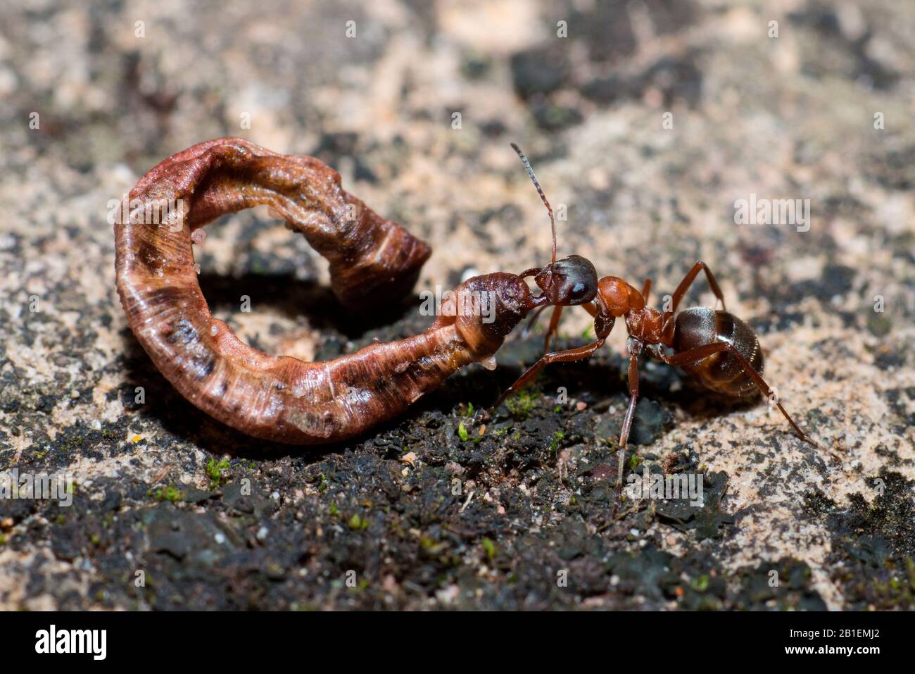 Southern wood ant (Formica rufa) with a dried earthworm, Vosges du Nord Regional Natural Park, France Stock Photo