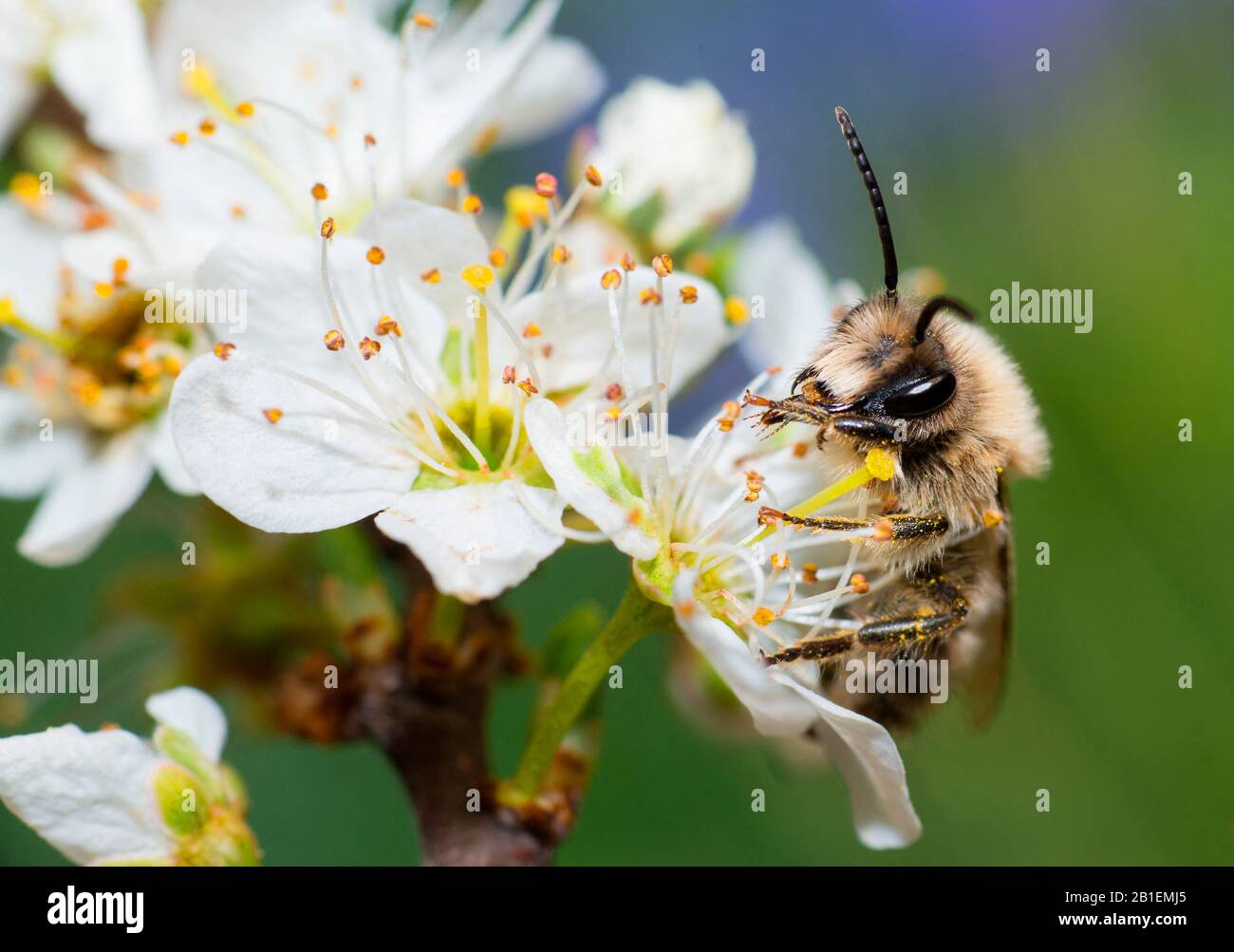 Mining Bee (Colletes cunicularius) male cleaning mouth parts on Blackthorn (Prunus spinosa), solitary bees, Regional Natural Park of Vosges du Nord, F Stock Photo