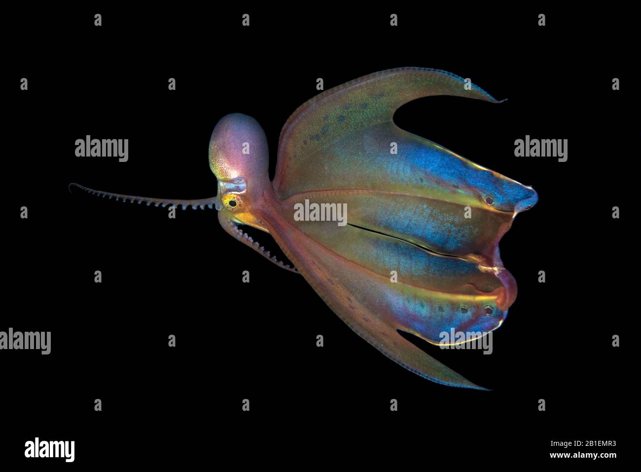 Bioluminescence hires stock photography and images Alamy