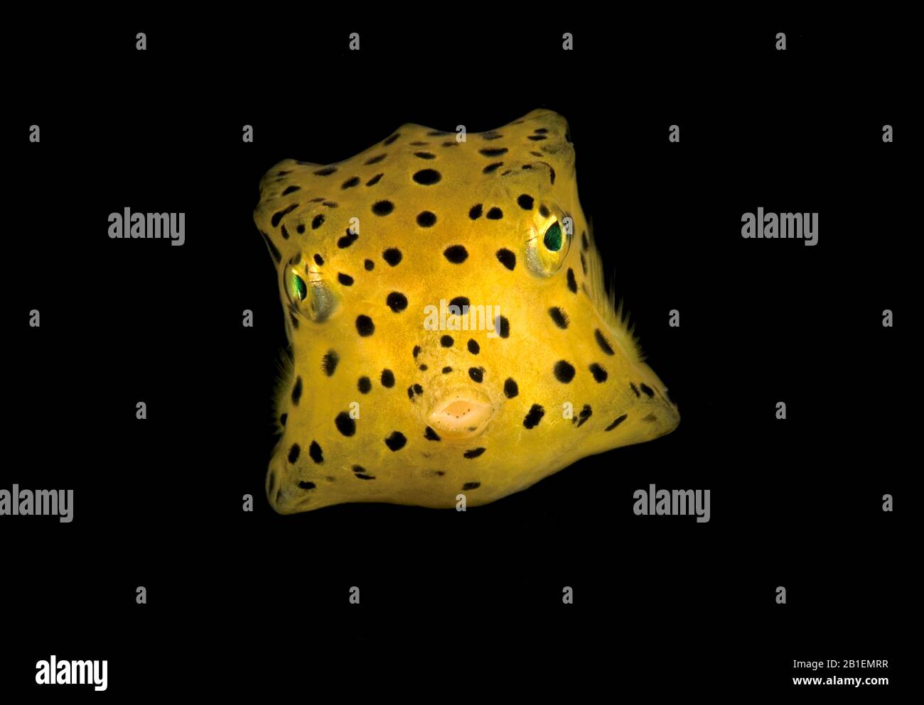 A juvenile Yellow Boxfish, Ostracion cubicus. Lembeh Strait, North Sulawesi, Indonesia. Pacific Ocean. Stock Photo